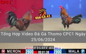 Tổng Hợp Video Đá Gà Thomo CPC1 Ngày 25/06/2024