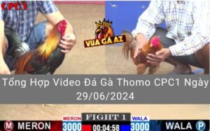 Tổng Hợp Video Đá Gà Thomo CPC1 Ngày 29/06/2024