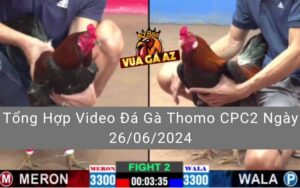 Tổng Hợp Video Đá Gà Thomo CPC2 Ngày 26/06/2024