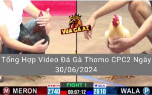 Tổng Hợp Video Đá Gà Thomo CPC2 Ngày 30/06/2024