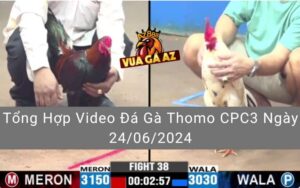 Tổng Hợp Video Đá Gà Thomo CPC3 Ngày 24/06/2024