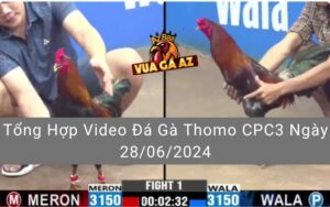 Tổng Hợp Video Đá Gà Thomo CPC3 Ngày 28/06/2024