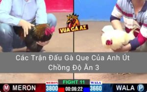 Các Trận Đấu Gà Que Của Anh Út Chồng Độ Ăn 3