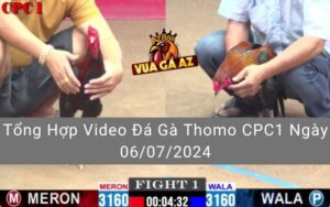 Tổng Hợp Video Đá Gà Thomo CPC1 Ngày 06/07/2024