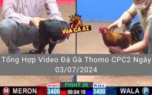 Tổng Hợp Video Đá Gà Thomo CPC2 Ngày 03/07/2024