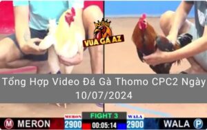 Tổng Hợp Video Đá Gà Thomo CPC2 Ngày 10/07/2024