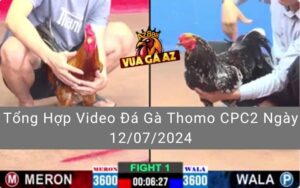 Tổng Hợp Video Đá Gà Thomo CPC2 Ngày 12/07/2024