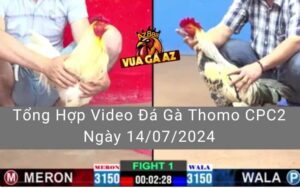 Tổng Hợp Video Đá Gà Thomo CPC2 Ngày 14/07/2024