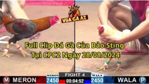 Full Clip Đá Gà Của Bảo Sting Tại CPC2 Ngày 28/08/2024