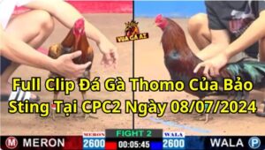 full clip đá gà thomo của Bảo Sting tại CPC2 ngày 08/07/2024