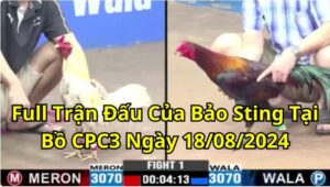 Full Trận Đấu Của Bảo Sting Tại Bồ CPC3 Ngày 18/08/2024