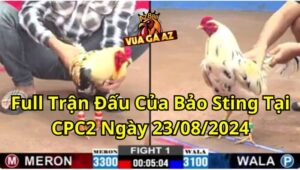 Full Trận Đấu Của Bảo Sting Tại CPC2 Ngày 23/08/2024