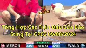 Tổng Hợp Các Trận Đấu Của Bảo Sting Tại CPC2 09/08/2024