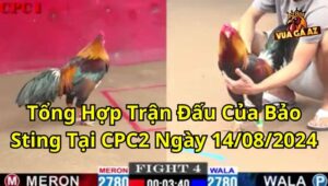 Tổng Hợp Trận Đấu Của Bảo Sting Tại CPC2 Ngày 14/08/2024