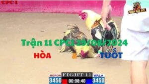 Trận 11 CPC1 29/08/2024 - Gà Anh Tuốt Đâm Cựa Lực Hạ Đo Ván Gà Anh Hòa