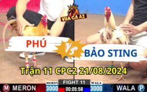 Trận 11 CPC2 21/08/2024 - Gà Bướm Của Bảo Sting Đá Vài Chân Hạ Đối Thủ