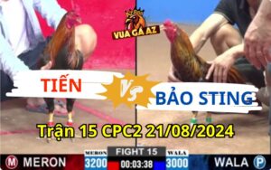 Trận 15 CPC2 21/08/2024 - Gà Bông Bảo Sting Cắn Xé Gà Anh Tiến Ói Máu