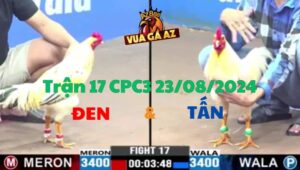 Trận 17 CPC3 23/08/2024 - Gà Anh Đen Đá Đâm Cựa Khiến Đối Thủ Phải Chịu Thua