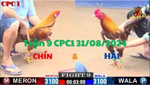 Trận 9 CPC1 31/08/2024 - Gà Của Anh Chín Bị Đá Cứng Mình Nhưng Có Chân Phản