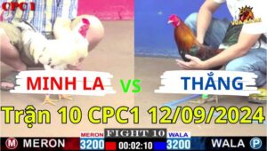 Trận 10 CPC1 12/09/2024 - Gà Anh Minh Đá Nạp Siết Dí Gà Anh Thắng