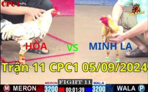 Trận 11 CPC1 05/09/2024 - Gà Anh Hòa Đá Không Đâm Và Bị Gà Anh Minh Dí Bỏ Chạy