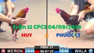 Trận 11 CPC3 04/09/2024 - Gà Anh Phước Đá Quá Hiểm Chưa Tới 5 Chân Hạ Nhanh Đối Thủ