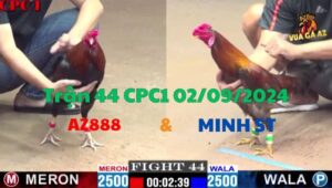 Trận 44 CPC1 02/09/2024 - Gà AZ888 Đá Cựa Đâm Khiến Gà Anh Minh Tang Nặng