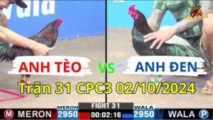 Trận 31 CPC3 02/10/2024 - Anh Đen Đối Đầu Với Anh Tèo